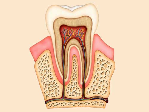 ROOT CANAL TREATMENT