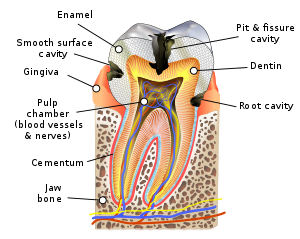 How caries progress?