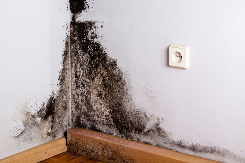 The Relationship Between Black Mold and Tooth Decay